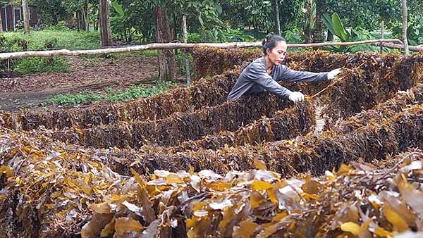Budidaya rumput laut