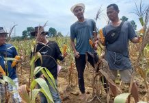 Jalin Kebersamaan, Kelompok Tani YPY Panen Jagung Bersama Simpatisan Calon Kades Lancang Kuning