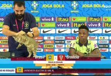 Kucing Ini Telah Mengutuk Brazil dan Kalah dari Kroasia Karma Kucing Brazil jelang Lawan Kroasia