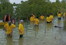 Peduli Lingkungan, Manajemen BWP Panbil Tanam Bibit Bakau BWP Panbil Tanam Bibit Bakau