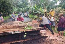 Bhabinkamtibmas Polsek Siantan Bersama Warga Bersihkan Jalan Terblokir Akibat Pohon Tumbang