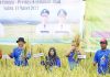 Bupati Nizar dan Istri Ikut Panen Padi Nusantara 1 Juta Hektar Tahun 2023 Bupati Nizar dan Istri Ikut Panen Padi Nusantara 1 Juta Hektar Tahun 2023