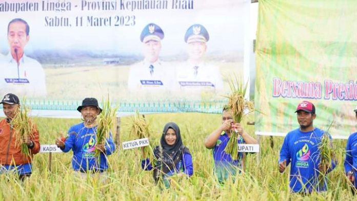 Bupati Nizar dan Istri Ikut Panen Padi Nusantara 1 Juta Hektar Tahun 2023