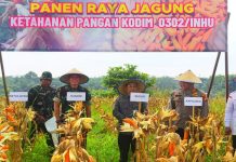 Komandan Kodim Letkol kav Dani Prasetyo Wibowo Laksanakan Panen Raya di Kelurahan Pangkalan Kasai