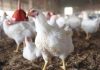 Hindari Penyebaran Flu Burung, Masyarakat Riau Diminta Tidak Melepas Liarkan Ternak