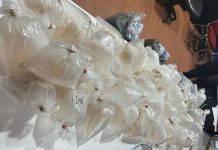 Ancaman Denda 4 Tersangka Penyelundup Benih Lobster Jaringan Lampung-Batam Rp1,5 Miliar Ancaman Denda 4 Tersangka Penyelundup Benih Lobster Jaringan Lampung-Batam Rp1,5 Miliar