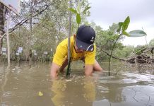 Sebulan FPKL Tanam Bibit Mangrove, Hasilnya Sungguh Menakjubkan