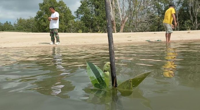 Melalui World Mangrove Center, Melalui World Mangrove Center, Indonesia Ajak Dunia Berkolaborasi Kelola Mangrove