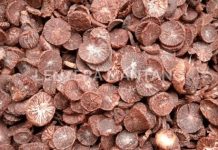 Harga Pinang Kering di Riau Turun, Saat Ini Harga Rp 5.960 per kg