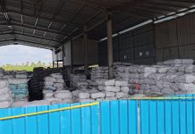 Gakkum KLHK Segera Jerat Mafia Arang Bakau, Perusak Lingkungan Pesisir Kepri arang bakau