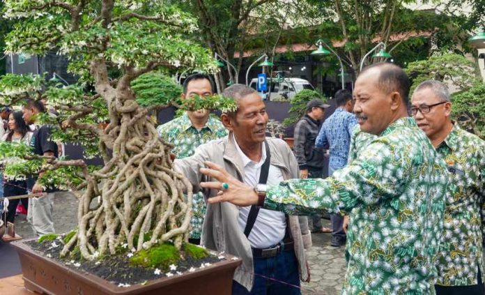 Kontes Bonsai Tanjungpinang