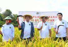 Panen Perdana Padi Program Pembina Narapidana Rutan Kelas 1 Tanjungpinang Panen Perdana Padi Program Pembina Narapidana Rutan Kelas 1 Tanjungpinang