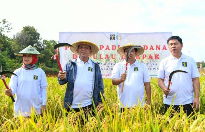 Panen Perdana Padi Program Pembina Narapidana Rutan Kelas 1 Tanjungpinang