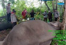 Gajah Latih Rahman Ditemukan Tewas dan Gadingnya Hilang di Taman Nasional Tesso Nilo Gajah Latih Rahman Ditemukan Tewas dan Gadingnya Hilang