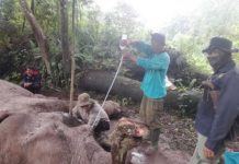 Polisi Mencari Pelaku Pembunuhan Gajah ‘Rahman’ yang Mati Diracun di Taman Nasional Tesso Nilo Polisi Mencari Pelaku Pembunuhan Gajah 'Rahman' yang Mati Diracun