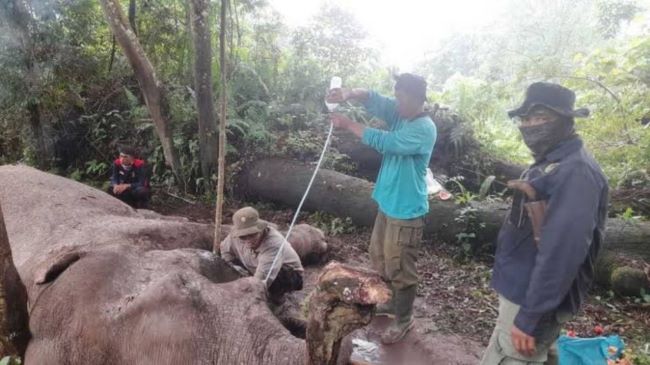 Polisi Mencari Pelaku Pembunuhan Gajah 'Rahman' yang Mati Diracun Polisi Mencari Pelaku Pembunuhan Gajah 'Rahman' yang Mati Diracun