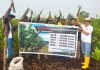 Road HPN 2024: PWI Kepri dan Pecinta Mangrove Jepang Tanam Ribuan Bakau di Bintan Road HPN 2024: PWI Kepri dan Pecinta Mangrove Jepang Tanam Ribuan Bakau