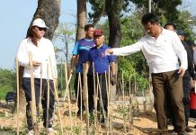Terus Wujudkan Batam Hijau dan Asri dengan Pohon Jati Emas Terus Wujudkan Batam Hijau dan Asri dengan Pohon Jati Emas