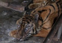 Walhi Sumut Serukan Penutupan Medan Zoo Usai Empat Ekor Harimau Mati Walhi Sumut Serukan Penutupan Medan Zoo