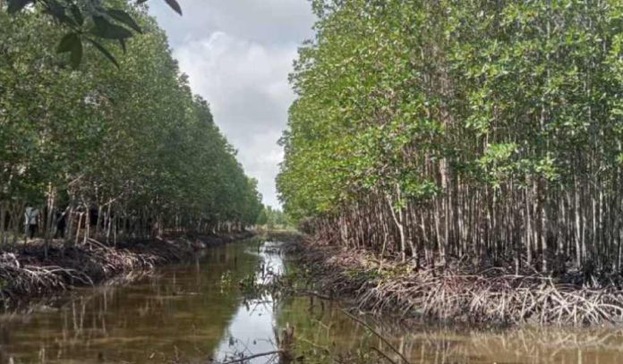 Punya Lahan 100 Hektar, Tanam Durian? Mana Main! Tanam Mangrove Dong