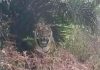 Konflik Harimau-Manusia di Siak, Riau: Bocah 2,5 Tahun Nyaris Tewas Diterkam Konflik Harimau-Manusia di Siak, Riau