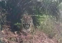 Konflik Harimau-Manusia di Siak, Riau: Bocah 2,5 Tahun Nyaris Tewas Diterkam Konflik Harimau-Manusia di Siak, Riau