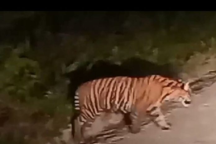 Harimau Sumatera Masuk ke Permukiman Warga di Kabupaten Siak, Riau