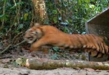 Pekerja Panen Sagu Diterkam Harimau di Riau: BBKSDA Minta Warga Waspada Pekerja Panen Sagu Diterkam Harimau di Riau: BBKSDA Minta Warga Waspada