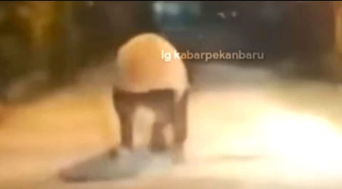 Tapir Ukuran Besar Masuk Permukiman Penduduk di Pekanbaru