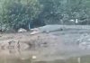 Ancaman Buaya di Sungai Sagulung: Warga Keluhkan Kehadiran Puluhan Ekor Ancaman Buaya di Sungai Sagulung: Warga Keluhkan Kehadiran Puluhan Ekor