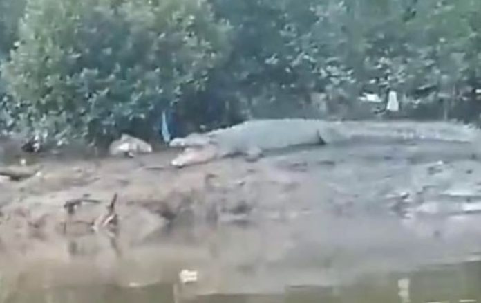 Ancaman Buaya di Sungai Sagulung- Warga Keluhkan Kehadiran Puluhan Ekor Ancaman Buaya di Sungai Sagulung: Warga Keluhkan Kehadiran Puluhan Ekor