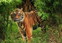 Harimau Sumatra: 5 Fakta Tentang Hewan yang Terancam Punah Harimau Sumatra: 5 Fakta Tentang Hewan yang Terancam Punah