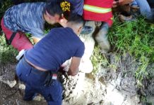 Buaya Jumbo di Karimun Muncul ke Permukaan