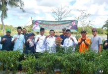 Kisah Sukses Pertanian Cabai di Lahan Bauksit: Pj Wali Kota Hasan Komit Dukung Kisah Sukses Pertanian Cabai di Lahan Bauksit: Pj Wali Kota Hasan Komit Dukung