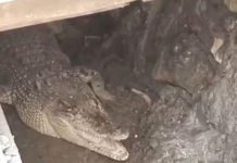 Tim Gabungan BKSDA Temukan Sarang dan Anak Buaya di Sungai Langka Batam Tim Gabungan BKSDA Temukan Sarang dan Anak Buaya di Sungai Sei Langka Batam