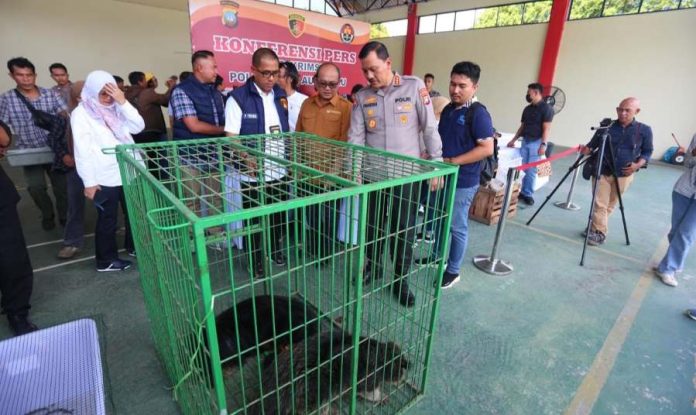 Ditreskrimsus Polda Kepri Gagalkan Penyelundupan Satwa Langka Binturong dan Buaya
