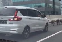 Bikin Ketawa, Dikira Razia Teryata Kambing Nyelonong Masuk JLNT Casablanca Kambing Kurban Bikin Macet