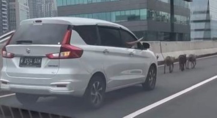 Kambing Kurban Bikin Macet