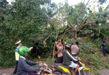 Personel Ditlantas dan Unit Pammat Polda Kepri Sigap Tangani Tumbangnya Pohon di Kota Batam Personel Ditlantas dan Unit Pammat Polda Kepri Sigap Tangani Tumbangnya Pohon di Kota Batam