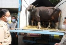 Upaya Pencegahan Penyakit Mulut dan Kuku: DKPP Kota Batam Perketat Pengiriman Hewan Kurban Upaya Pencegahan Penyakit Mulut dan Kuku: DKPP Kota Batam Perketat Pengiriman Hewan Kurban