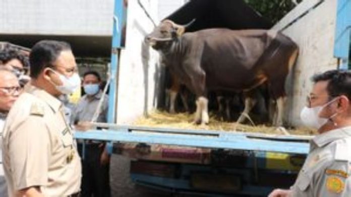 Upaya Pencegahan Penyakit Mulut dan Kuku: DKPP Kota Batam Perketat Pengiriman Hewan Kurban