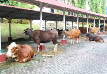 Idul Adha 1445 H, BP Batam Sembelih 14 Sapi dan 12 Kambing Untuk Masyarakat Yang Membutuhkan BP Batam Sembelih Sapi Kurban