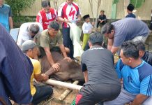 Program Tabungan Hewan Kurban Perumahan Bellavista Karimun: Sembelih 2 Ekor Sapi dan Kambing