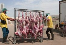 Kiriman Daging Kurban dari Arab Saudi Akan Bantu Penanganan Stunting di Indonesia Kiriman Daging Kurban dari Arab Saudi Akan Bantu Penanganan Stunting di Indonesia