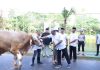 Idul Adha 1445 H, Polda Kepri dan Jajaran Sembelih 65 Sapi dan 36 Ekor Kambing Polda Kepri dan Jajaran Sembelih 65 Sapi dan 36 Ekor Kambing
