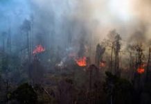Kebakaran Hutan Landa Riau: Ribuan Hektare Lahan Gambut Terbakar, Warga Cemas Kesehatan Terganggu Kebakaran Hutan Landa Riau: Ribuan Hektare Lahan Gambut Terbakar, Warga Cemas Kesehatan Terganggu