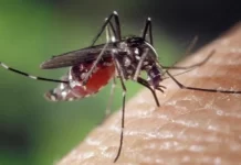 Natuna Dilanda Lonjakan Kasus DBD, Pemerintah Galakkan Perang Melawan Wabah Nyamuk DBD