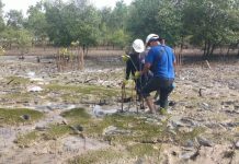 Ribuan Bibit Mangrove di Tandur PT Timah Cegah Abrasi