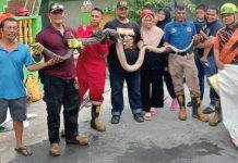 BPBD Karimun Evakuasi 3 Ekor Ular Piton Sepanjang 4 Meter
