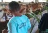 Bintano Karimun Farm: Edukasi dan Mengenal Ternak Sapi Sejak Usia Dini
